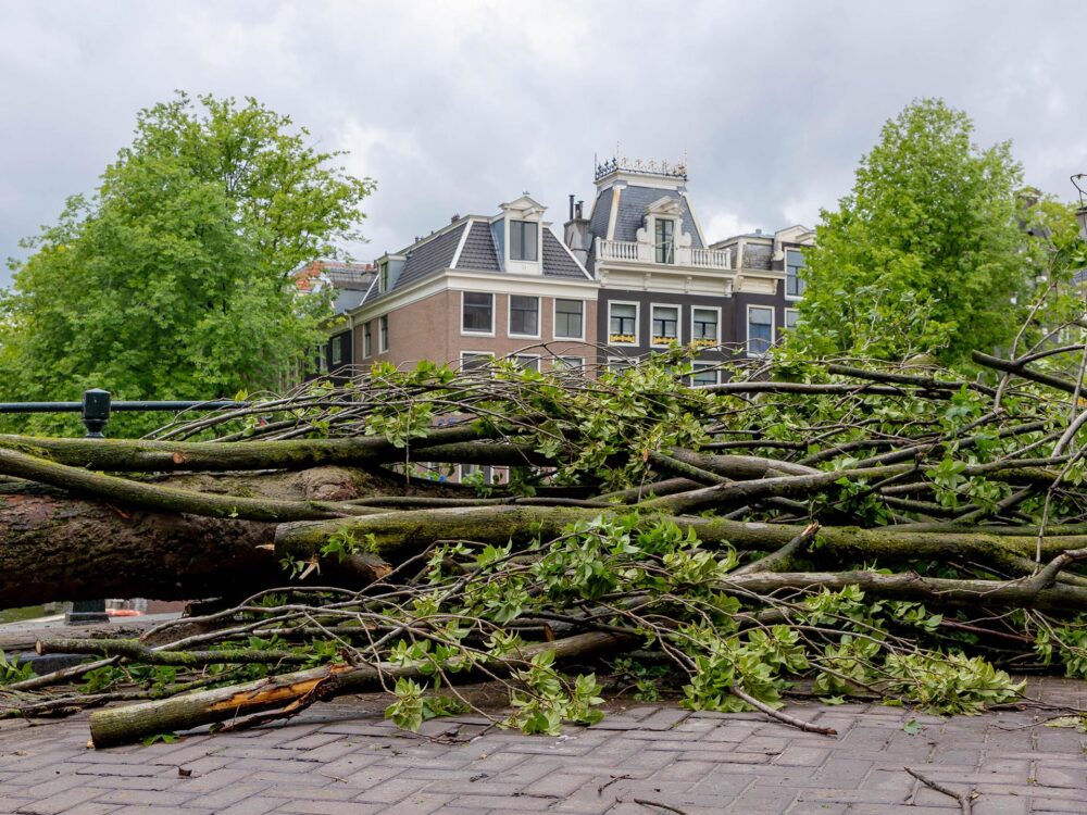 Stormschade aan bomen