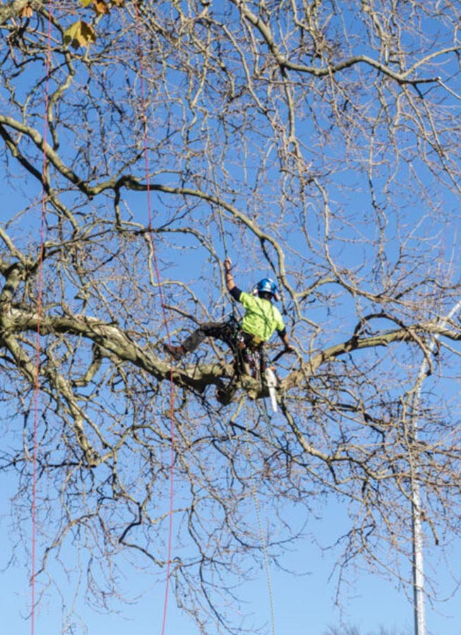 Boom Veiligheid Controle (BVC)