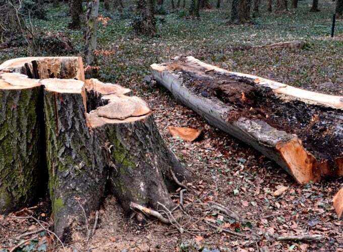 Mag je een dode boom kappen zonder vergunning?