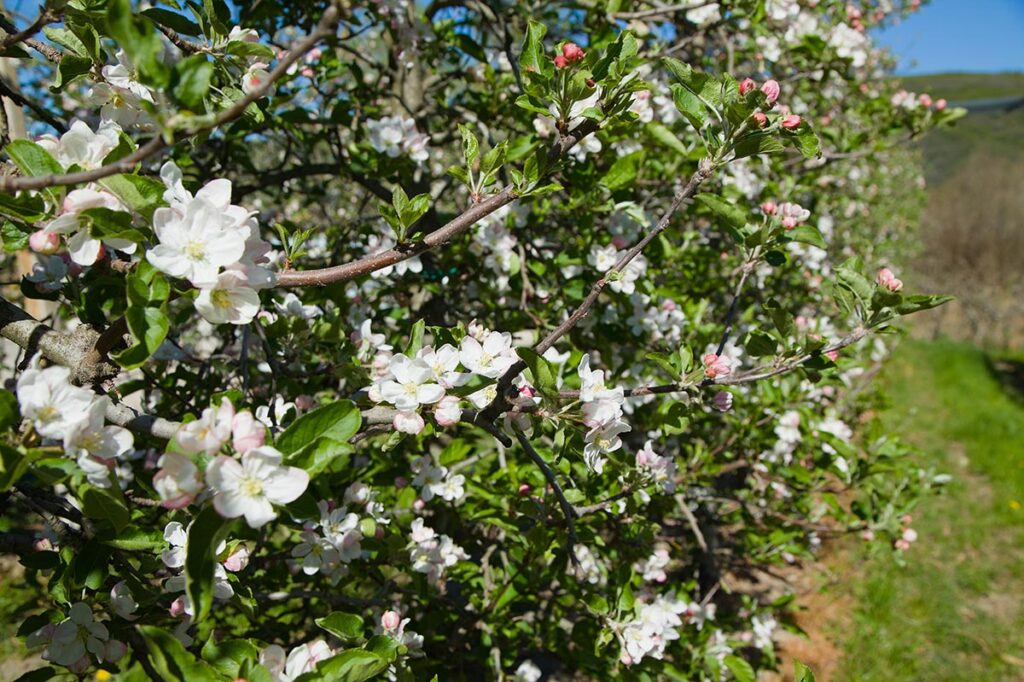 appelboom in bloei