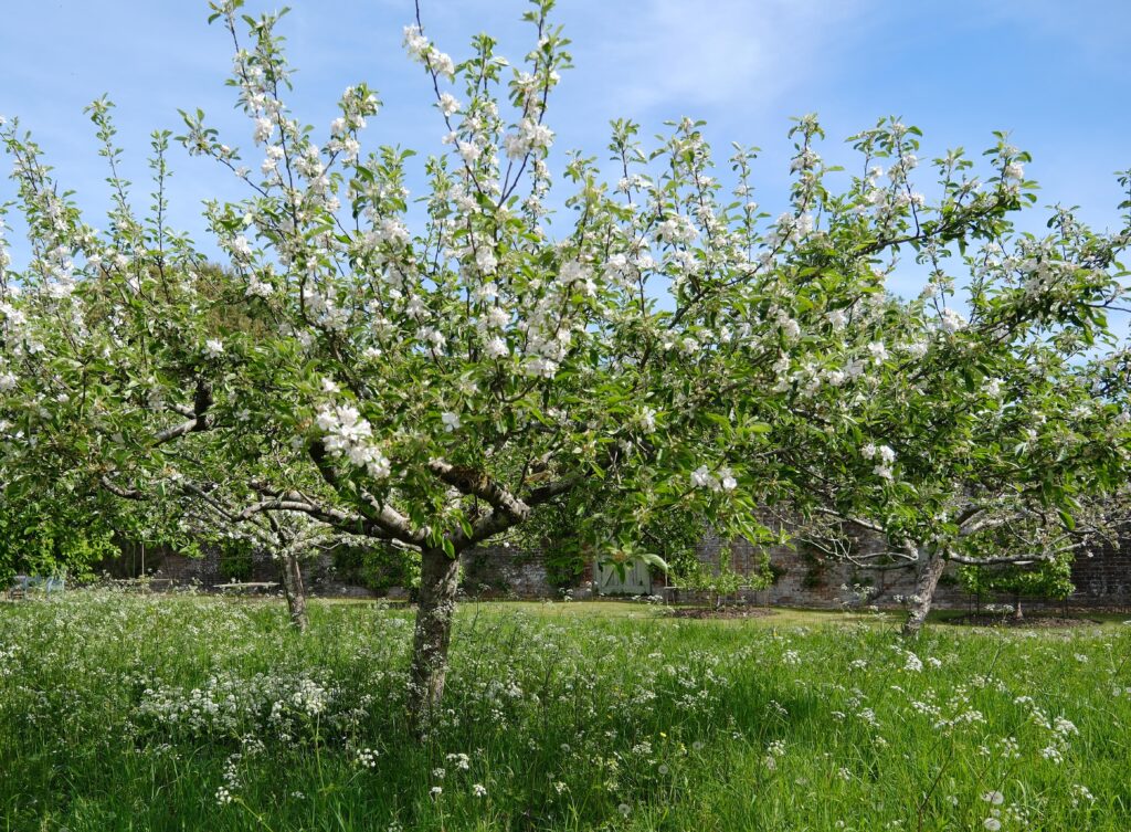 Muilwijk Boomverzorging voor Fruitbomen snoeien in tuin of boomgaard