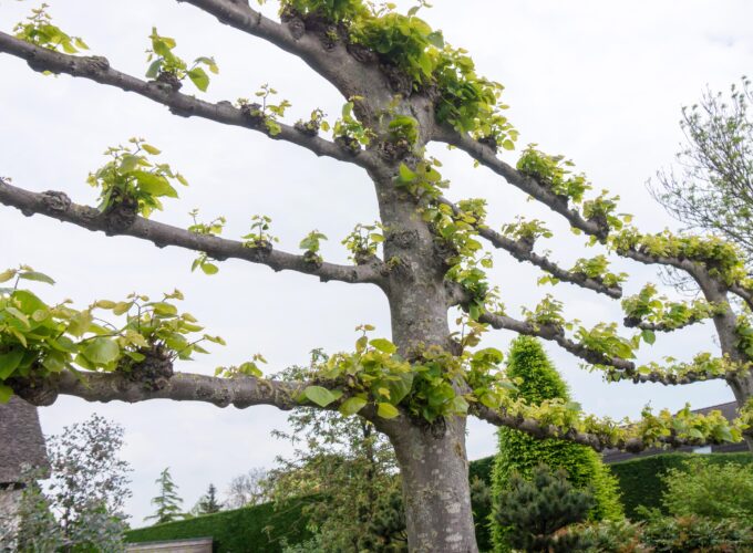 Leibomen snoeien voor behoud van vorm door Muilwijk boomverzorging