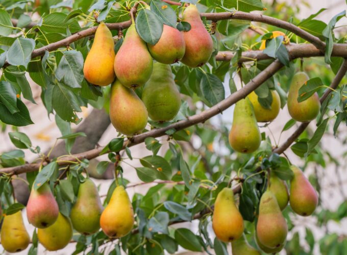 Veel vruchtvorming door juiste snoei van een perenboom, voor jarenlang vers fruit.