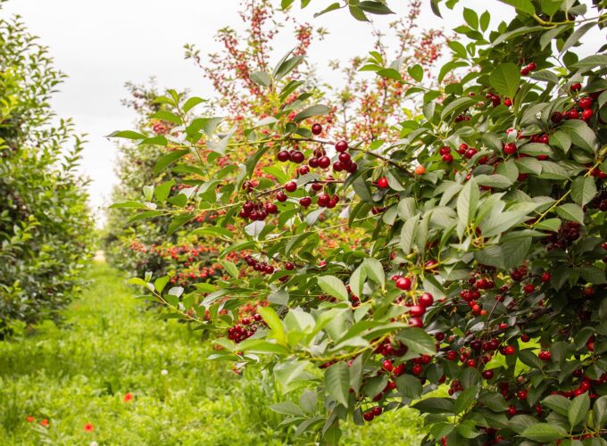 Hoe en wanneer snoei je een kersenboom?