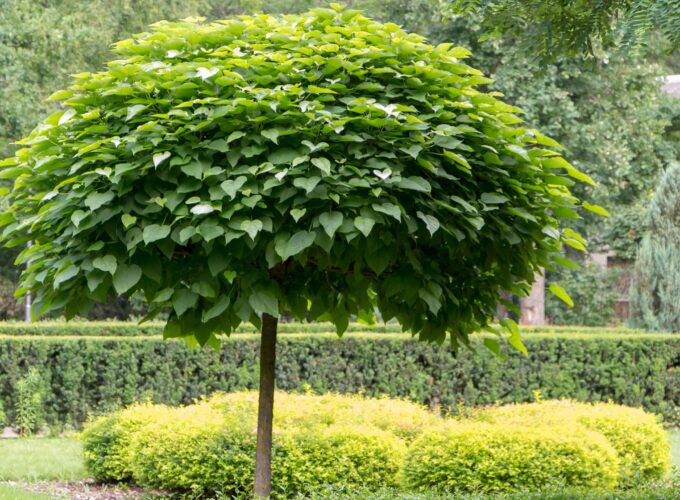 Lees hier alles wat je moet weten over het snoeien van een 'Bol'Catalpa