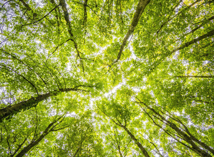 Bomen mooi, veilig en gezond houden met boomverzorging van Muilwijk.